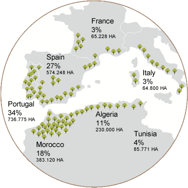 Where Do Cork Trees Grow